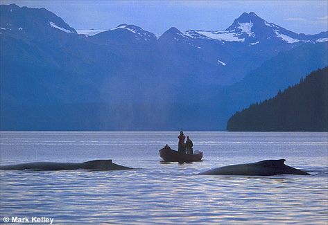 Whale Watching, Humpback Whales, Juneau, Alaska  – Image 2432