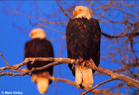 Bald Eagles, Haines, Southeast Alaska  – Image 2435