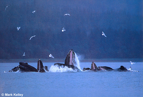 Humpback Whales Bubble-net Feeding, Douglas Island, Southeast Alaska  – Image 2462