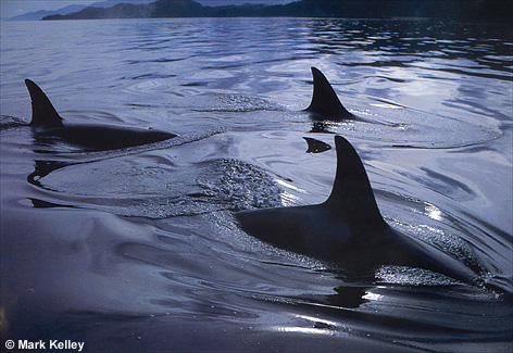 Killer Whales, Lynn Canal, Alaska  – Image 2464