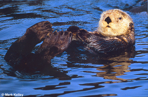 Sea Otter, Sitka Sound, Alaska  – Image 2467