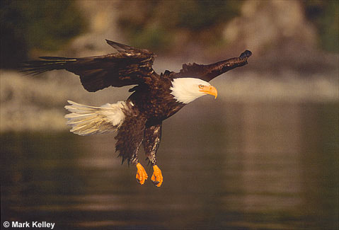 Bald Eagle, Alaska  – Image 2469