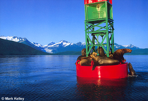 Sea Lions, Ealge Glacier, Alaska  – Image 2471