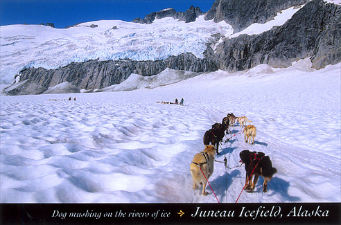 Dog Mushing, Juneau Icefield, Alaska  – Image 2477