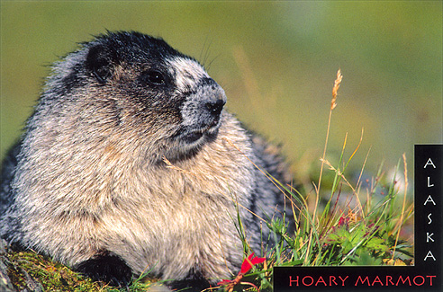 Hoary Marmot, Mt. Roberts, Alaska  – Image 2478