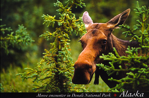 Moose, Denali National Park, Alaska  – Image 2486