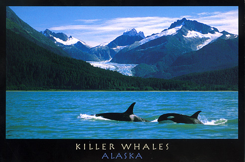 Killer Whales,Alaska  – Image 2489