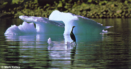 Cormorant, Icebergs, Glacier Bay National Park, Alaska  – Image 2497