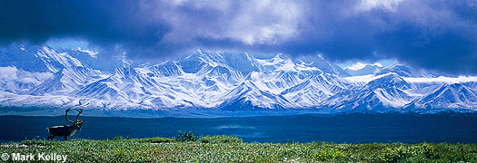 Caribou, Alaska Range, Denali National Park, Alaska  – Image 2508