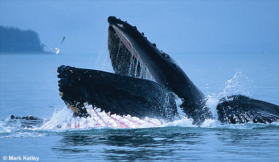 Humpback Whale and Seagull, Alaska  – Image 2513