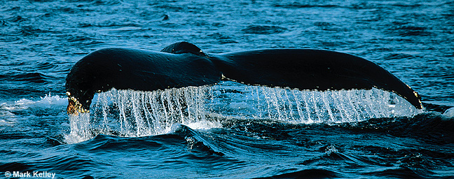 Humpback Whale Tail, Alaska  – Image 2514