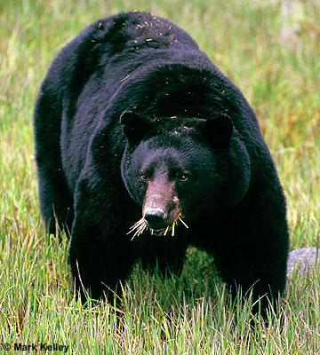 Black Bear, Glacier Bay National Park, Alaska  – Image 2515