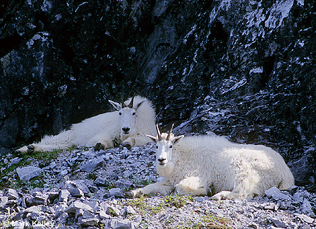 Mountain Goats, Glacier Bay National Park, Alaska  – Image 2516