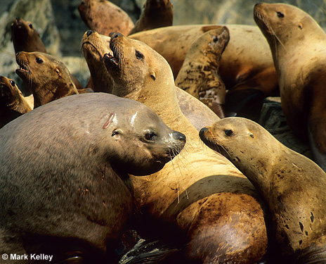 Steller Seal Lions, Cross Sound, Alaska  – Image 2518