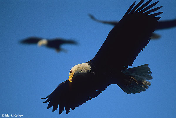 Bald eagles, Sitka, Alaska  – Image 2524