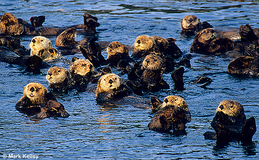 Sea otters, Sitka Sound, Alaska  – Image 2525