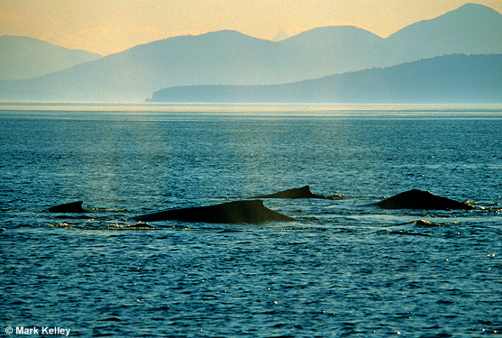 Humpback Whales, Icy Strait, Alaska  – Image 2527