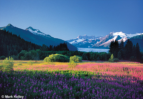 Fireweed, Mendenhall Glacier, Brotherhood Bridge Park, Alaska  – Image 2530
