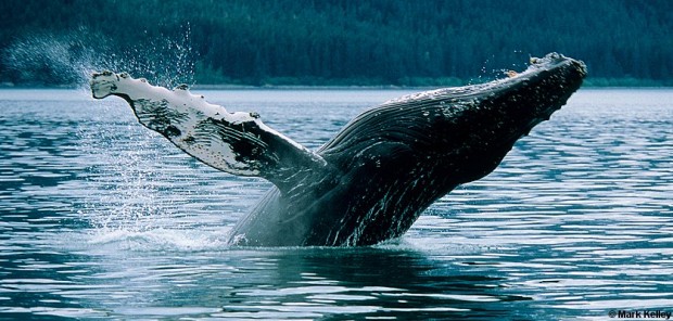 Humpback Whale Breach, Glacier Bay National Park, Alaska – Image 2537 ...