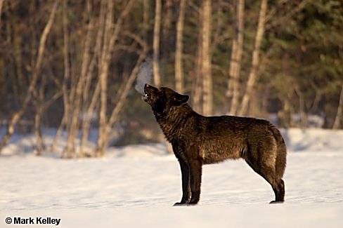 Black Wolf, “Romeo”, Alaska  – Image 2550