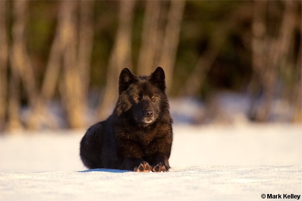 Black Wolf, “Romeo”, Alaska  – Image 2551