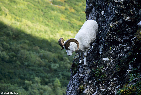 Dall Sheep Ram, Denali National Park, Alaska  – Image 2559
