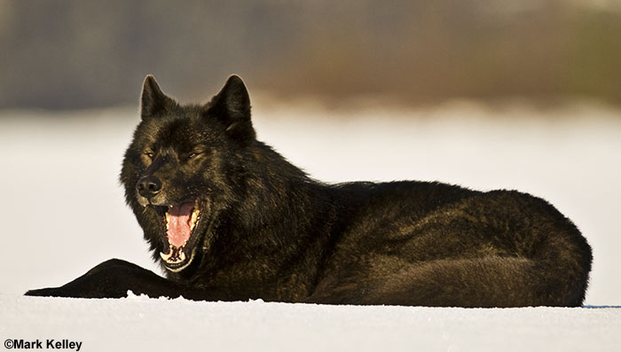 Black Wolf Romeo, Mendenhall Lake, Juneau, Alaska  – Image 2560