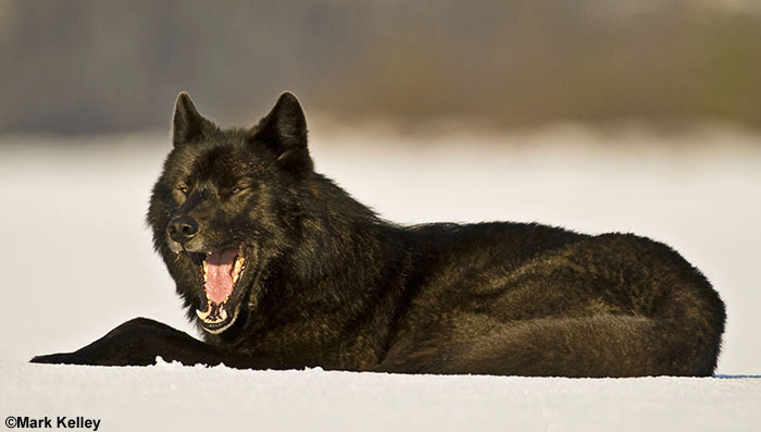 Black Wolf “Romeo”, Mendenhall Lake, Juneau, Alaska  – Image 2561