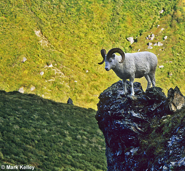 Dall Sheep Ram, Denali National Park, Alaska  – Image 2563