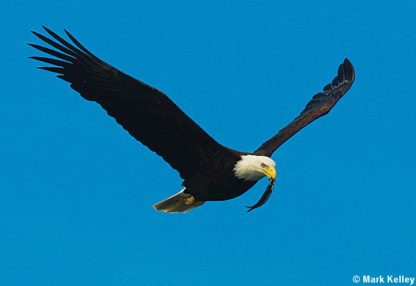 Bald Eagle, Alaska  – Image 2566