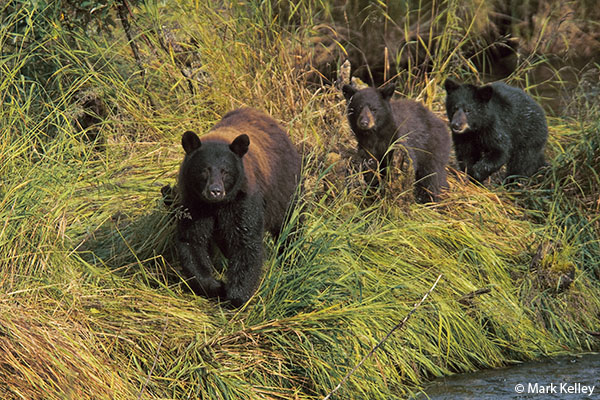 Black Bears, Mendenhall Glacier, Alaska  – Image 2576