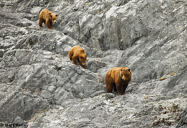 Brown Bears, Glacier Bay National Park, Alaska  – Image 2581
