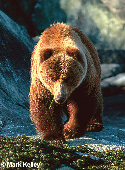 Brown Bear, Glacier Bay National Park, Alaska   – Image 2587