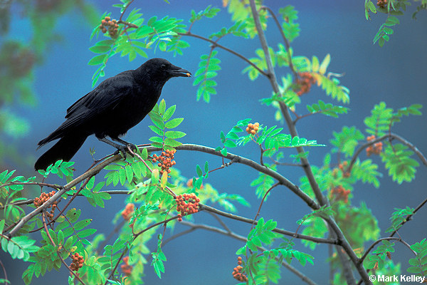 Northern Crow, Mountain Ash, Juneau, Alaska  – Image 2590