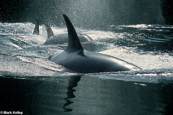 Killer Whales, Alaska  – Image 2592