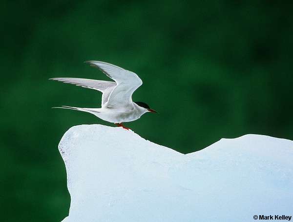 Iced Tern, Glacier Bay National Park, Alaska  – Image 2602