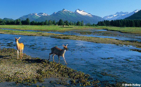 Sitka White Tail Deer, Mendenhall Wetlands State Game Refuge, Alaska  – Image 2608