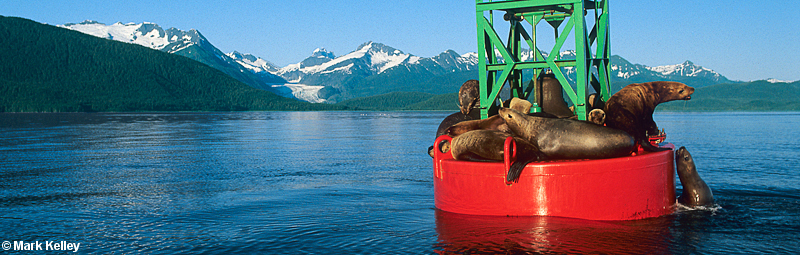 Sea lions, on Poundstone Rock Bouy, Juneau, Alaska  – Image 2613