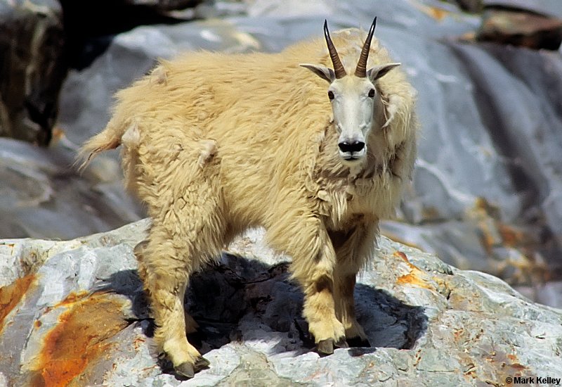 Mt. Goat, Tracy Arm-Fords Terror, Alaska  – Image 2621