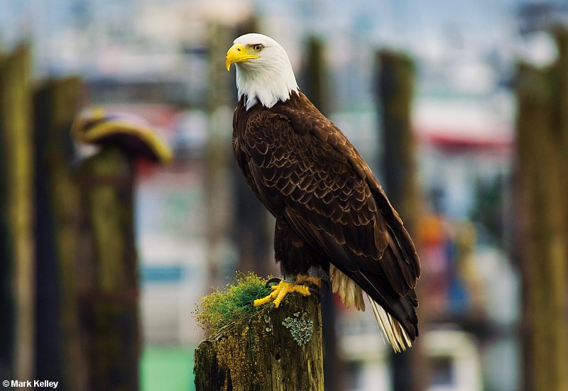 Bald Eagle, Auke Bay Harbor, Juneau, Alaska  – Image 2627
