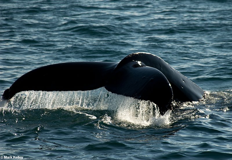 Humpback Whale, Juneau, Alaska  – Image 2628