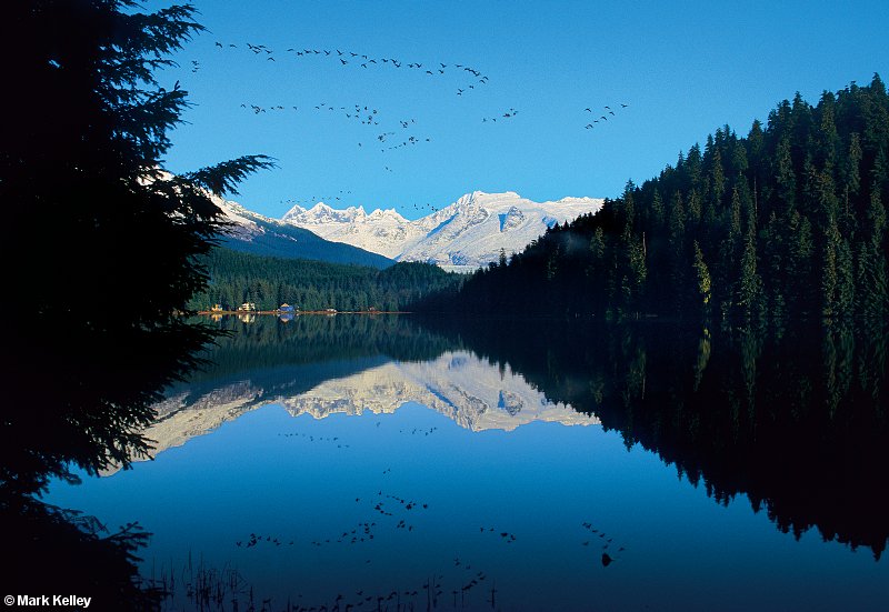 Geese, Auke Lake,  Alaska  – Image 2634