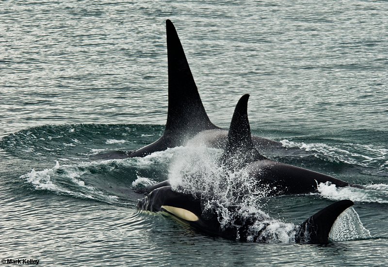 Killer Whales, Icy Strait, Alaska  – Image 2639