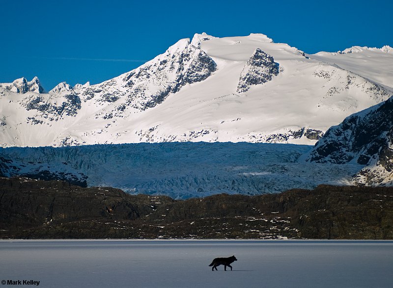 Black Wolf “Romeo” Mendenhall Lake, Juneau, Alaska  – Image 2649