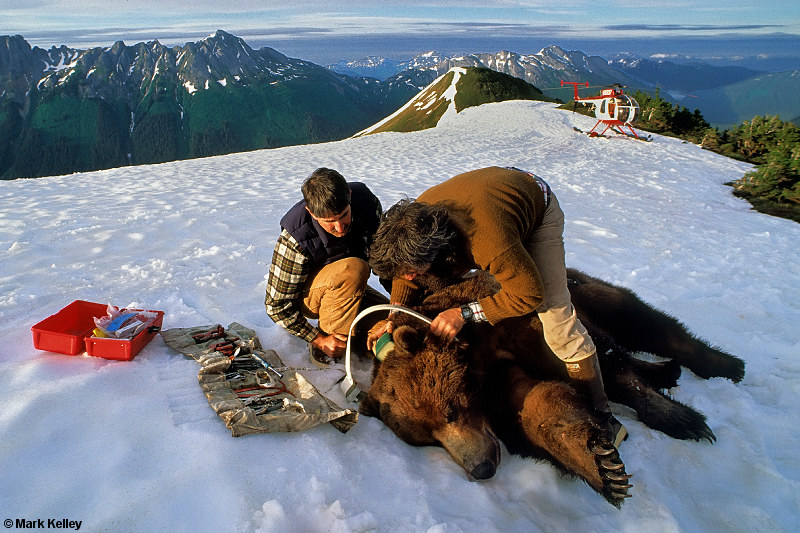 Brown Bear Tagging, Chichagof Island, Alaska   – Image 2651