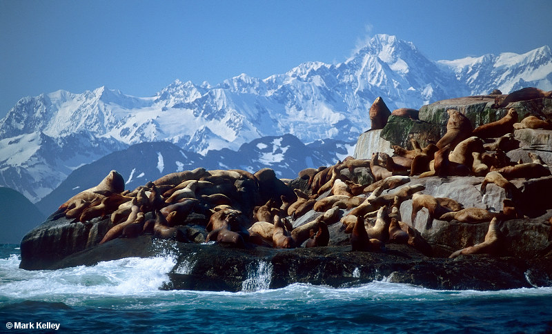 Graves Rock, Gulf of Alaska, Alaska  – Image 2657