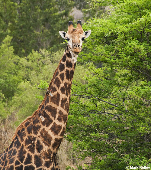 Giraffe, Kruger National Park, South Africa  – Image 2660