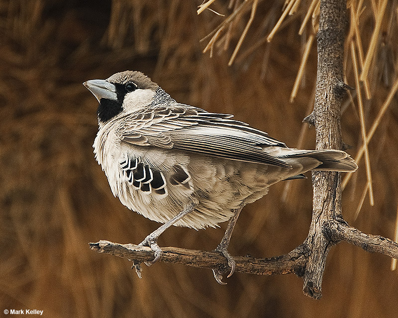 Social Weaver, Etosha National Park, Namibia  – Image 2663