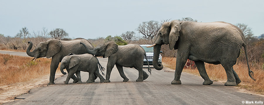Alaska Goes to Africa:Elephants, Kruger National Park, South Africa  – Image 2664