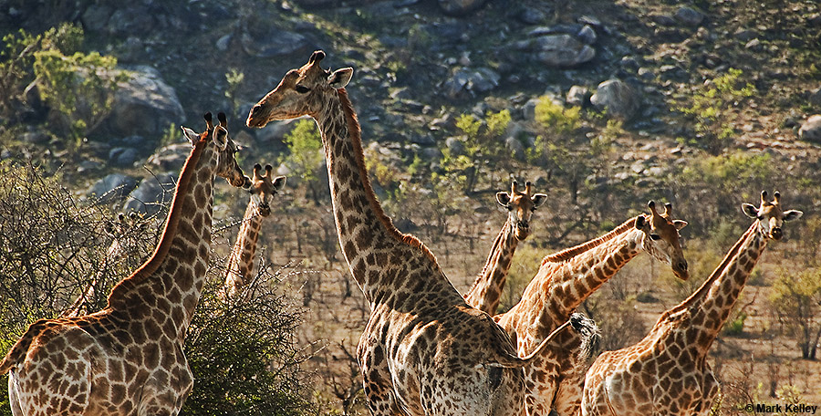 Alaska Goes to Africa: Giraffes, Kruger National Park, South Africa  – Image 2665